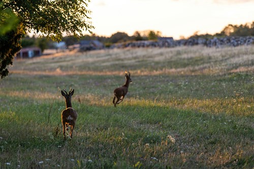 Why Summer is the Best Time to Sell Your Hunting Land: 5 Key Points