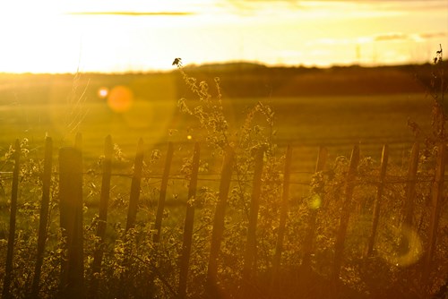 Embracing the Charm: The Joys of Country Living