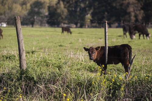 How to Choose the Right Fence for Your Ranch Livestock
