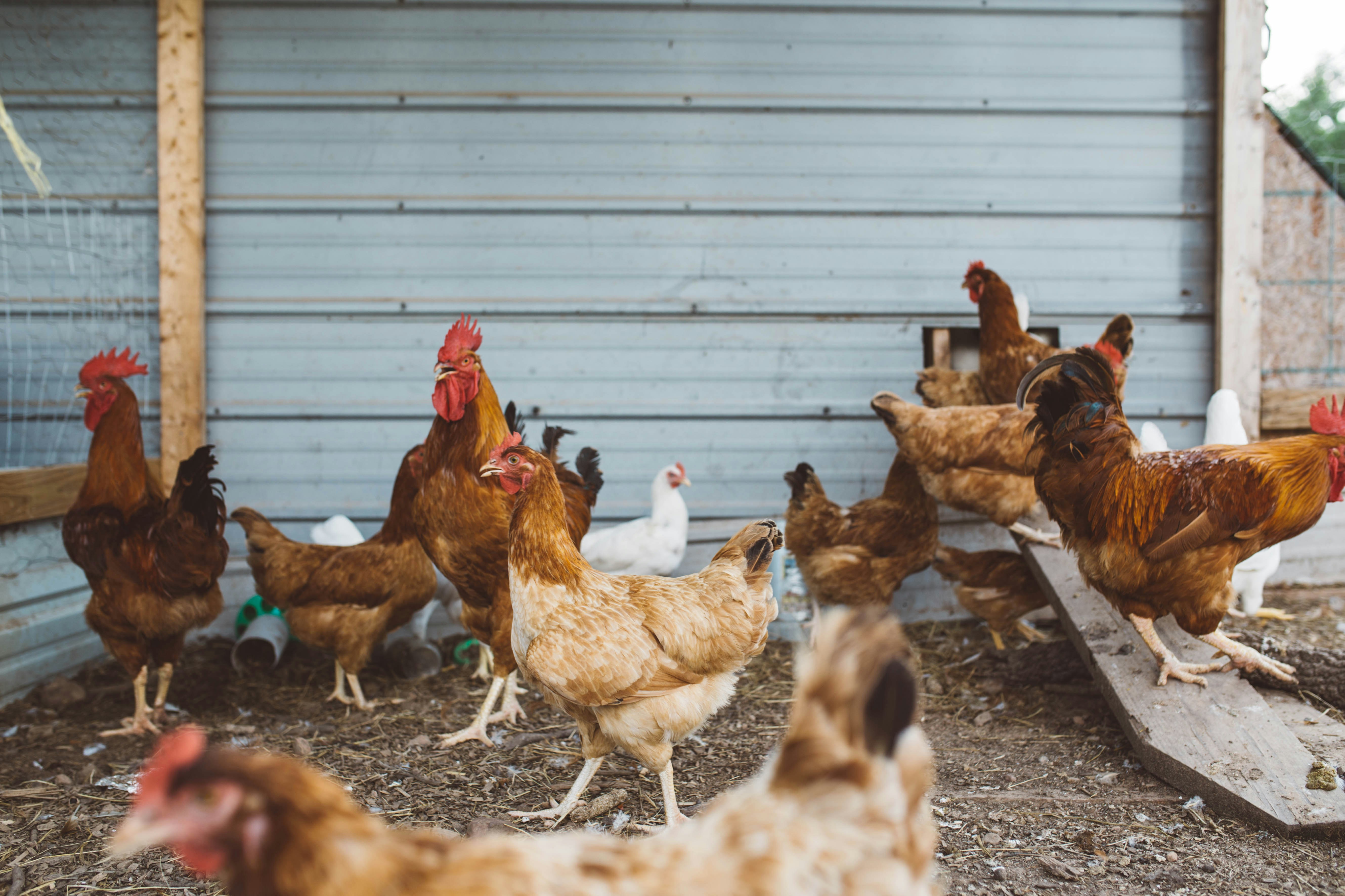 Beat the Carolina Heat: Summer Ventilation Tips for Star, NC Poultry Houses