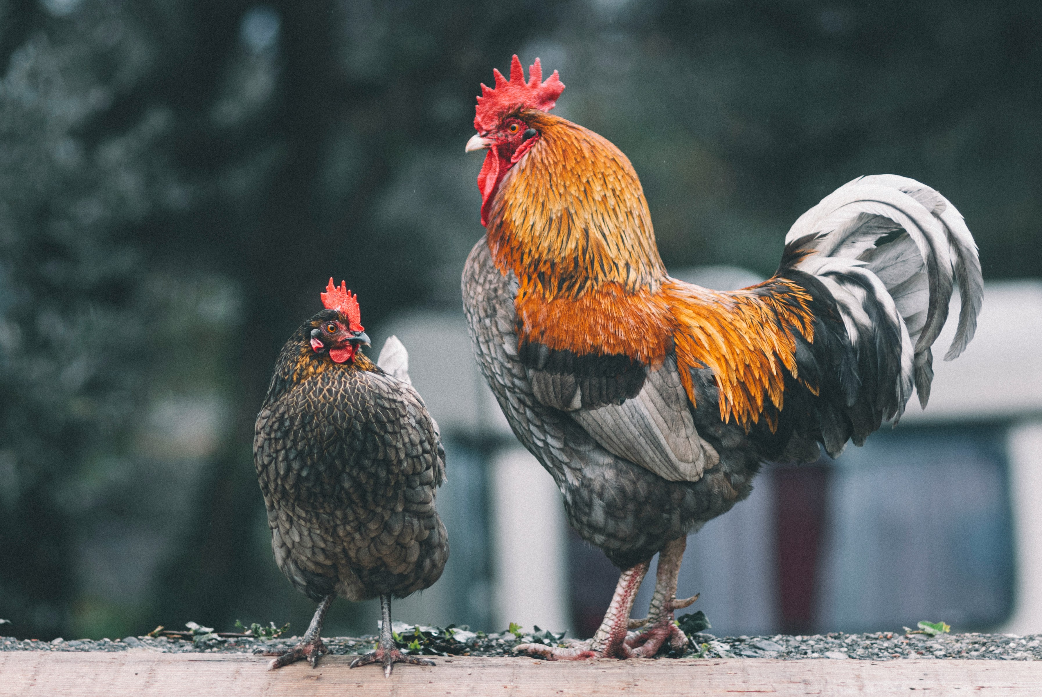 What Biosecurity Protocols Mean for Buying or Selling an NC Broiler Farm