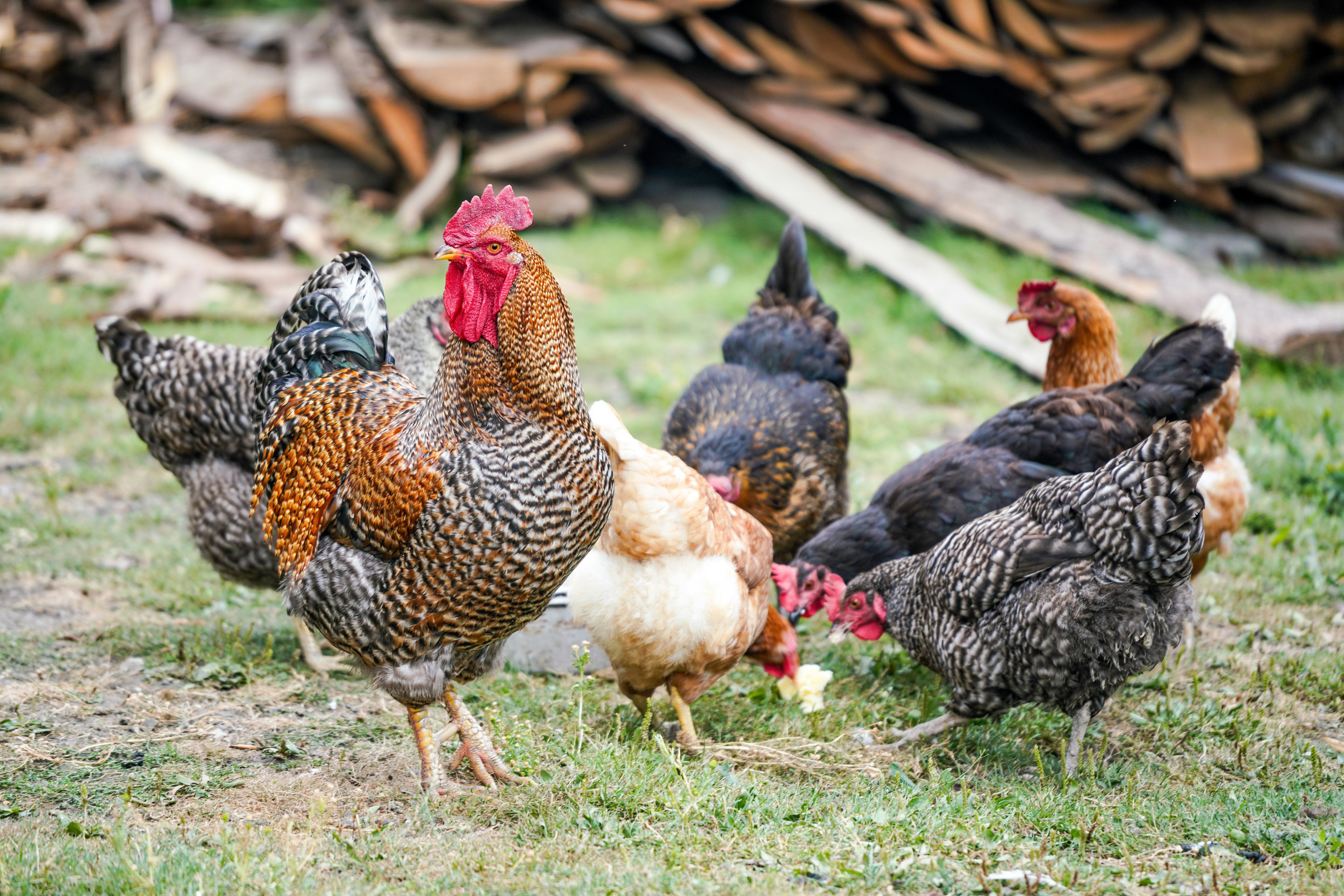 Red, White, and "Coop": Firework Safety Tips for Poultry Farms