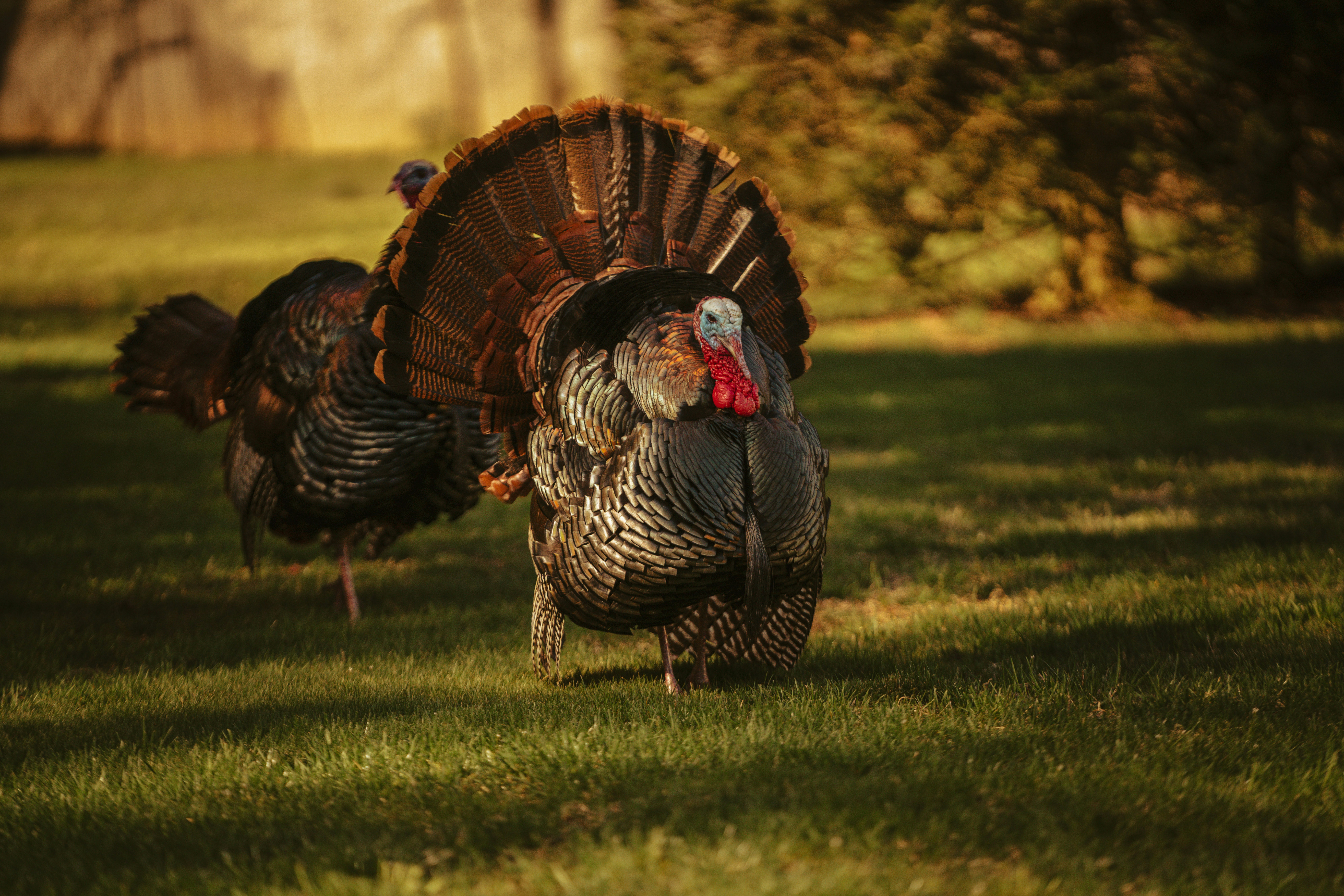 Alabama Turkey Regulations 2026: What You Need to Know Before Opening Day