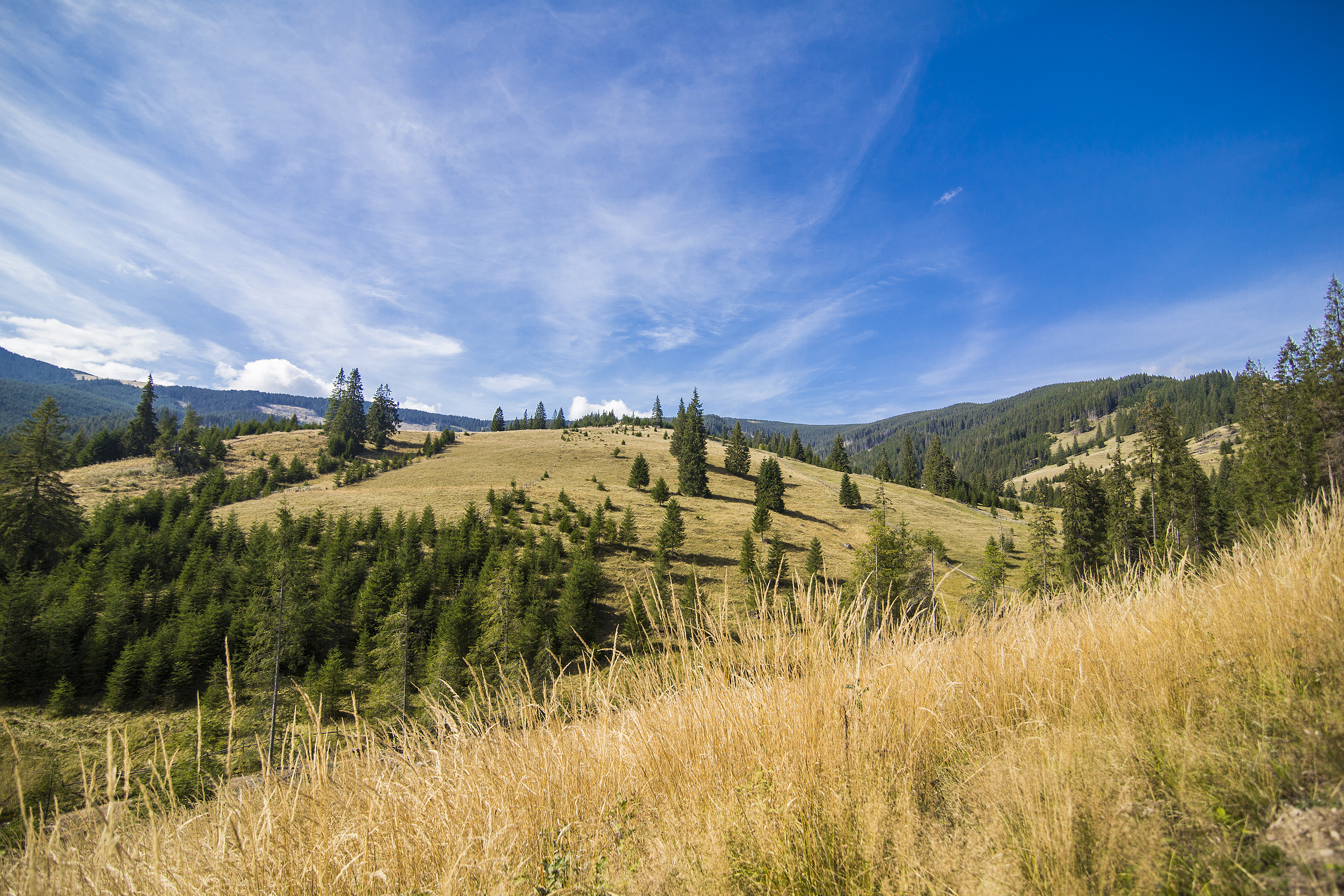 Maximizing Your Land Investment: Building Tips for Livingston Properties