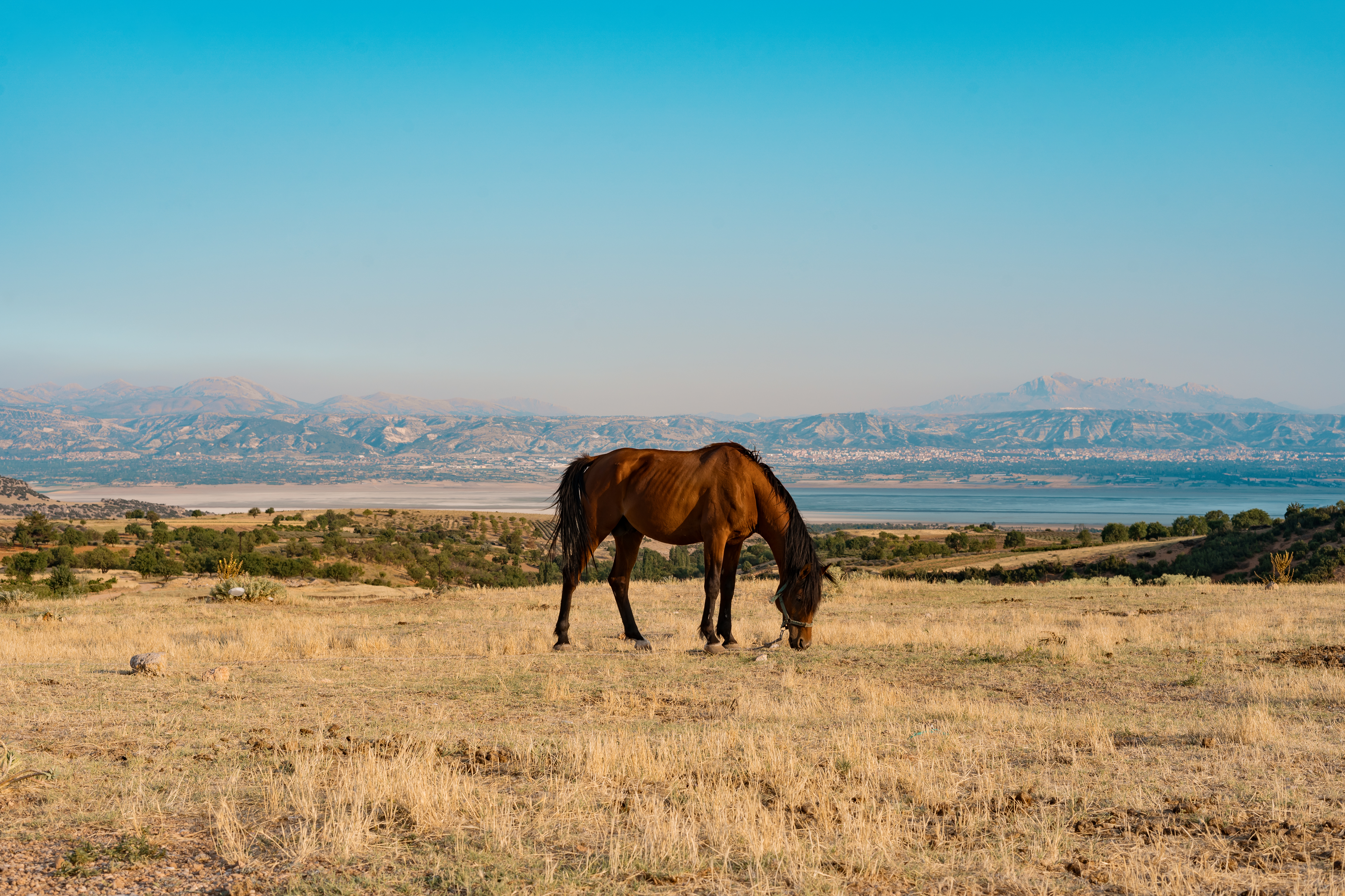 What Makes a Montana Ranch the Perfect Equestrian Retreat?