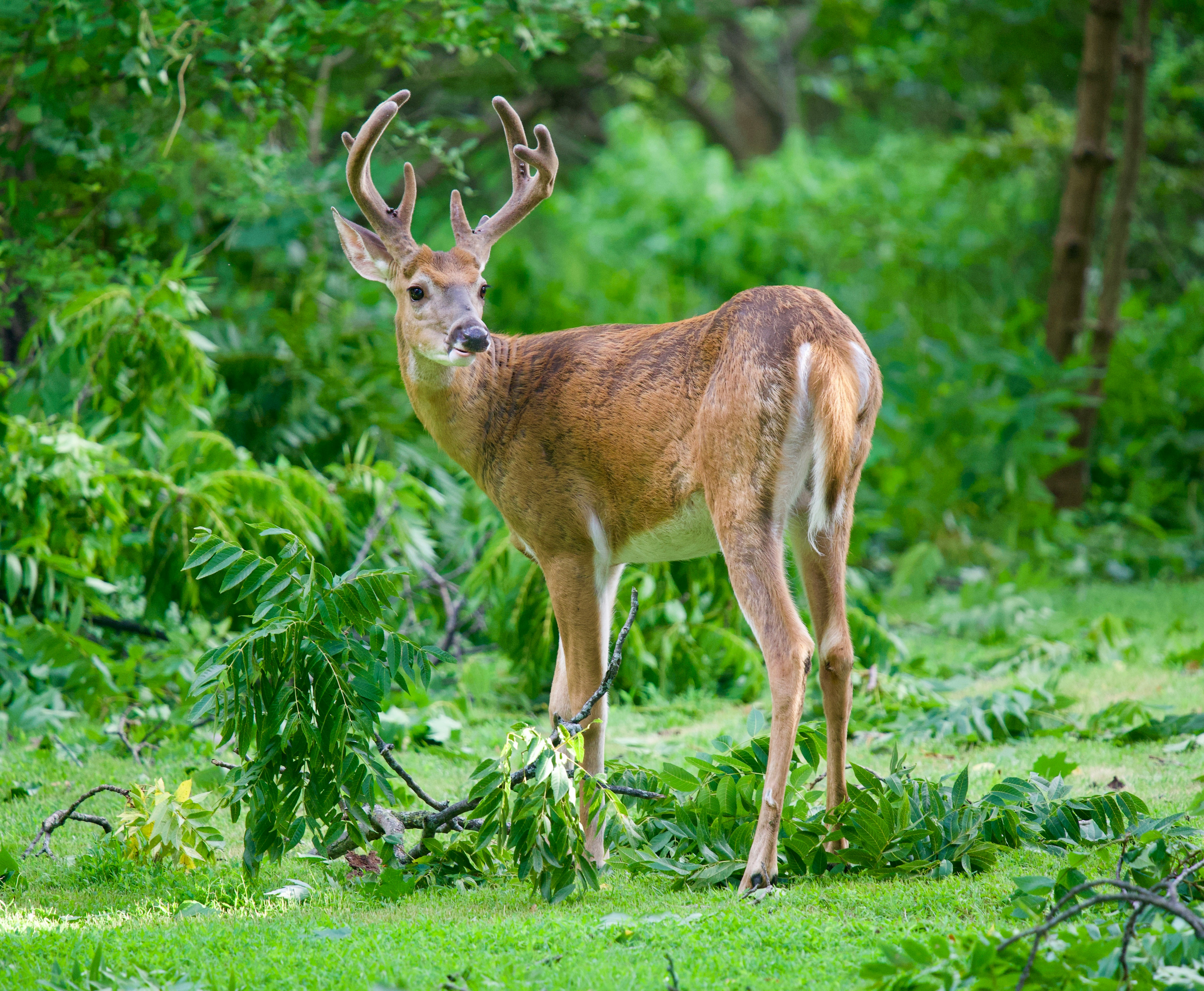September Land Checklist: 5 Crucial Tasks to Prep Your New Acreage for Opening Day