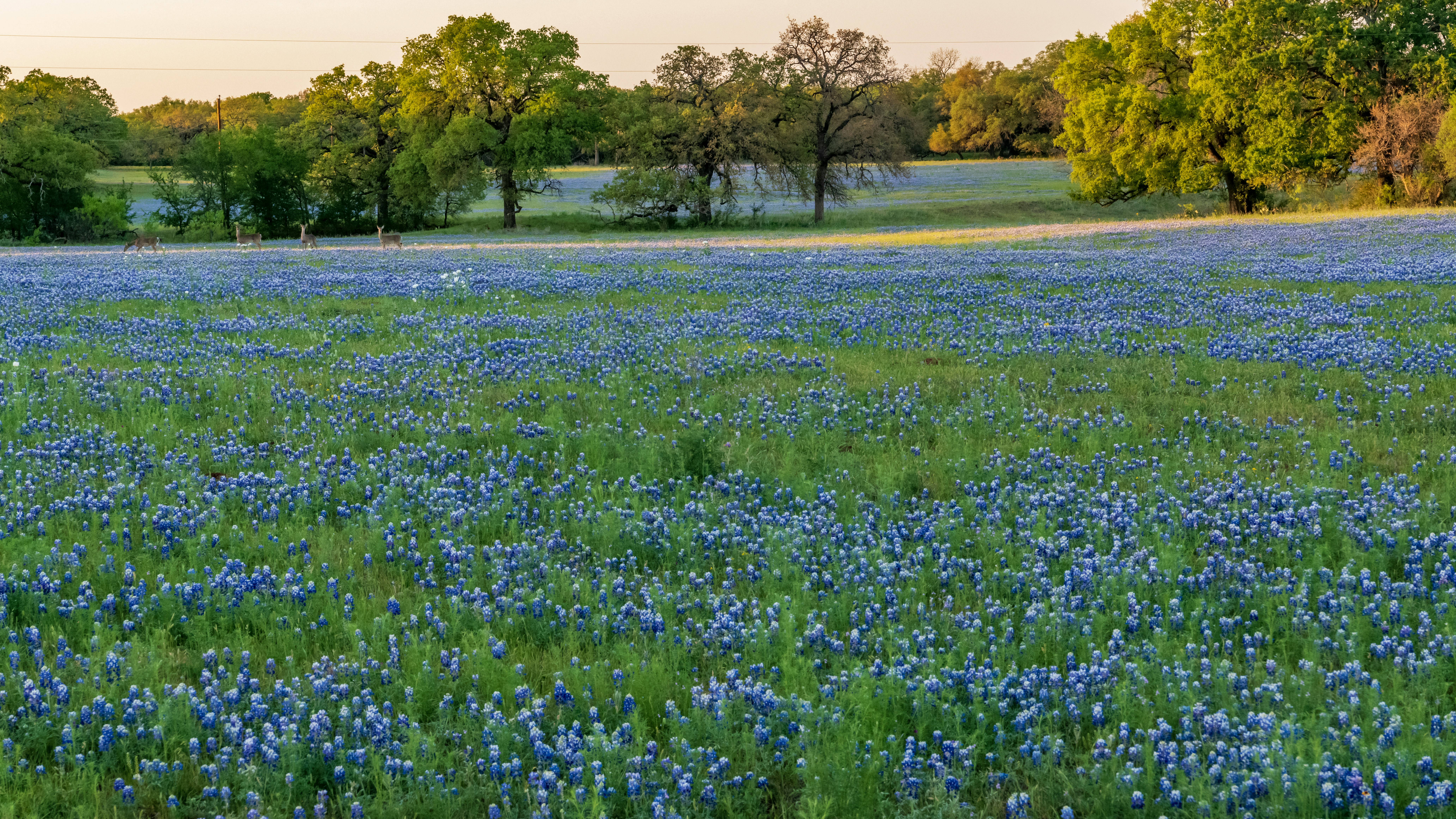 Why February is the Strategic Sweet Spot for Northeast Texas Sellers