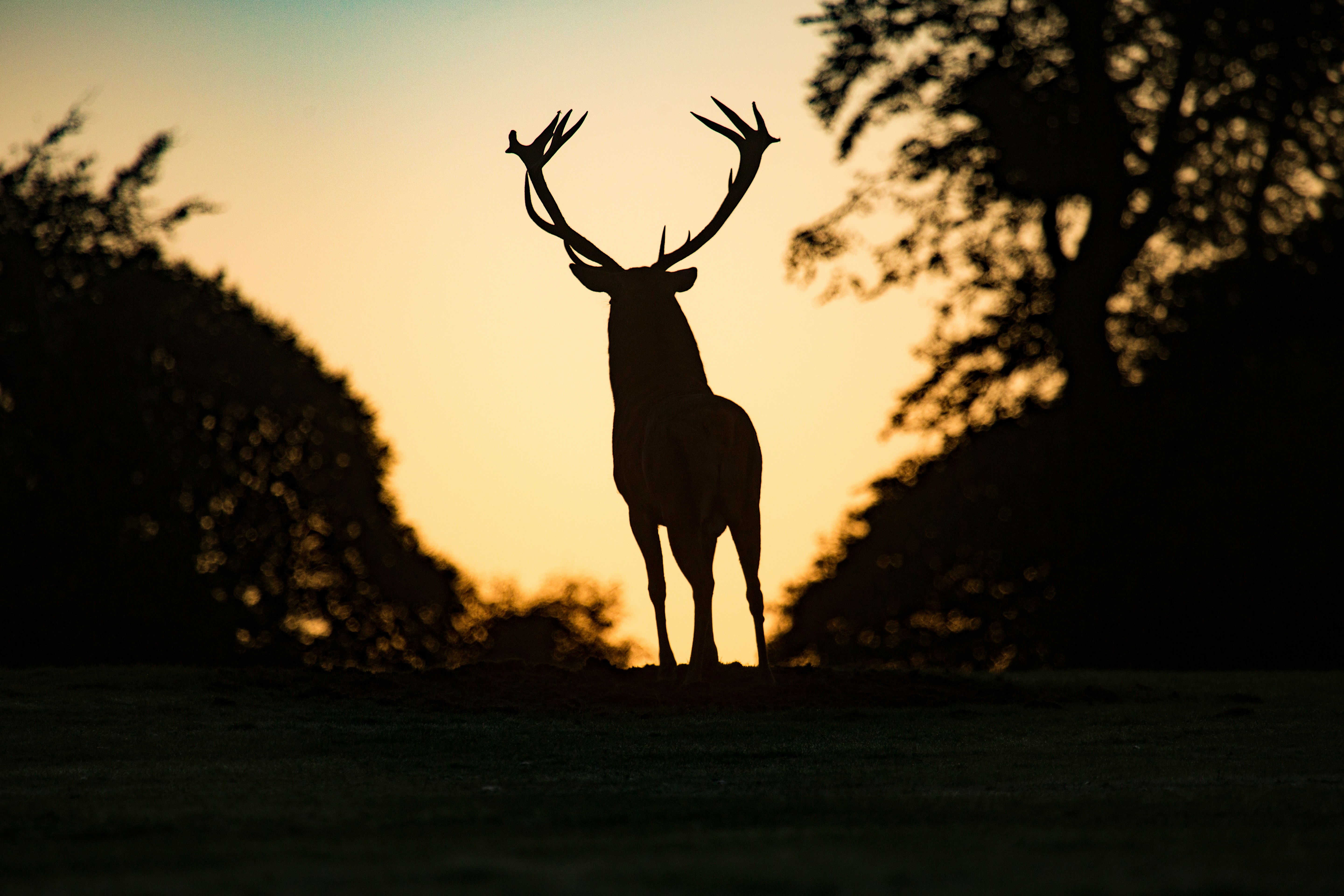 The Anatomy of a High-Value Hunting Tract: What Buyers Are Really Looking For