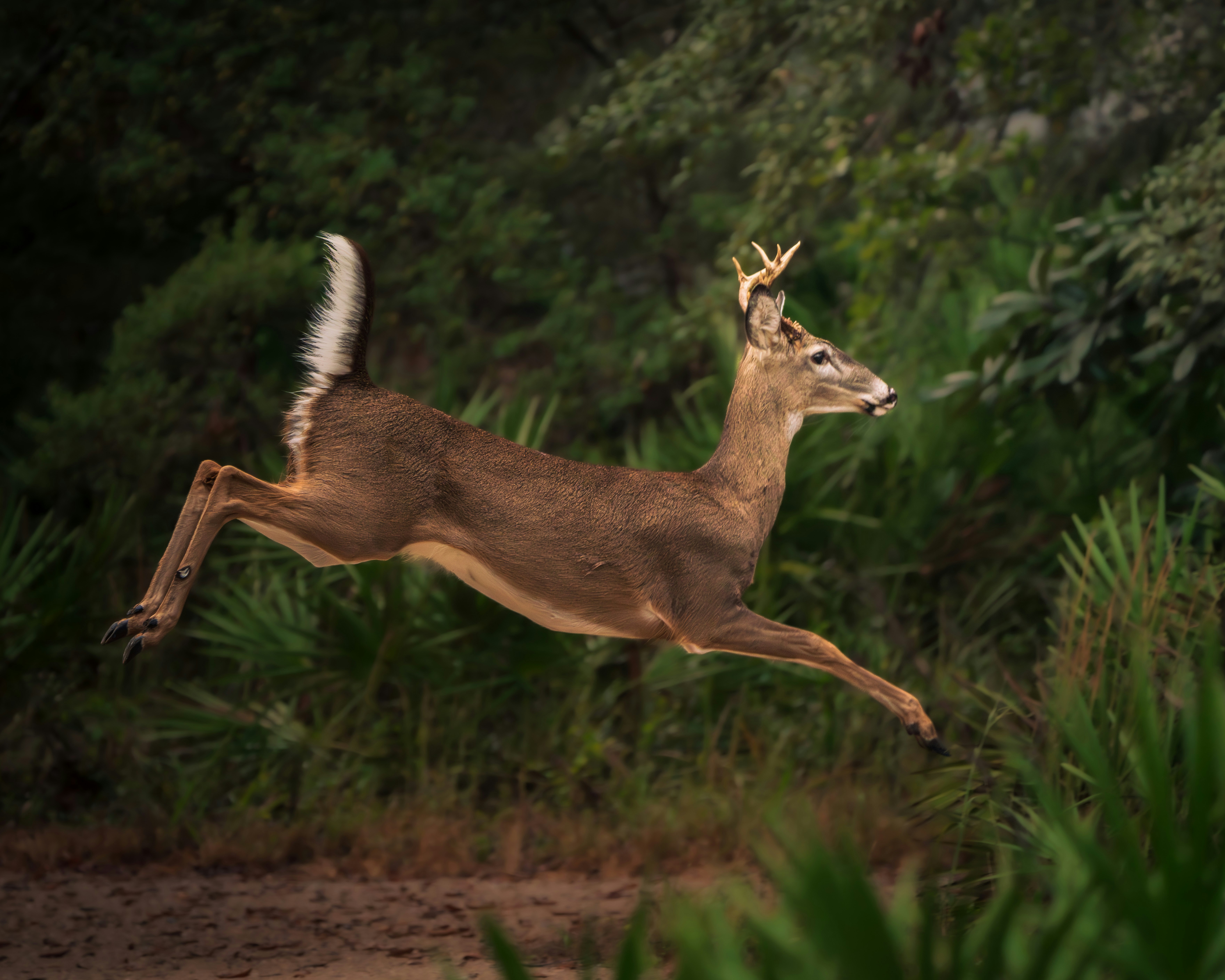 Managing Whitetail Deer Habitat on Medium-Sized Acreage