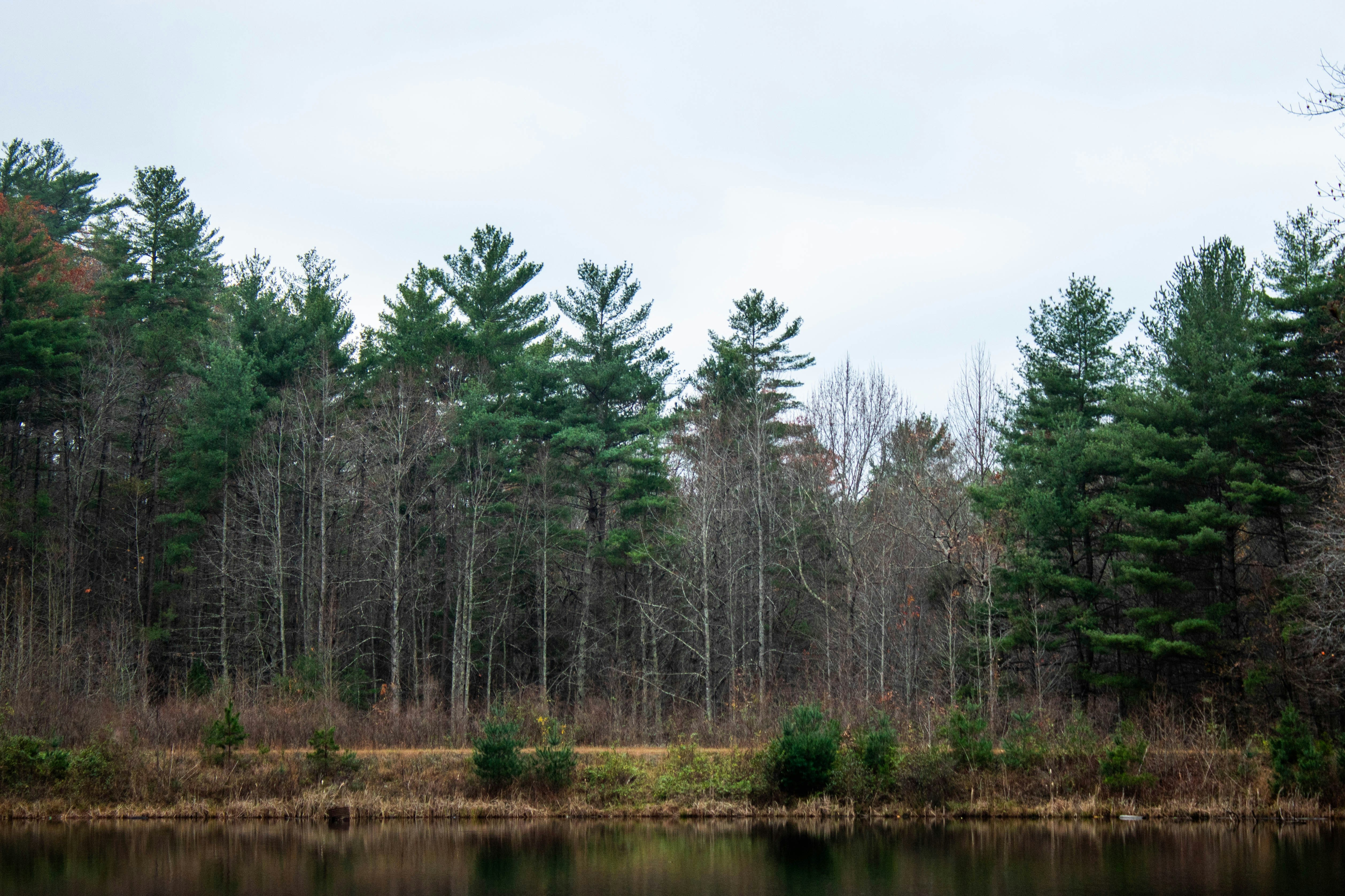 Evaluating Wetland & Timberland Potential for Hunting Investments in Northwest Tennessee