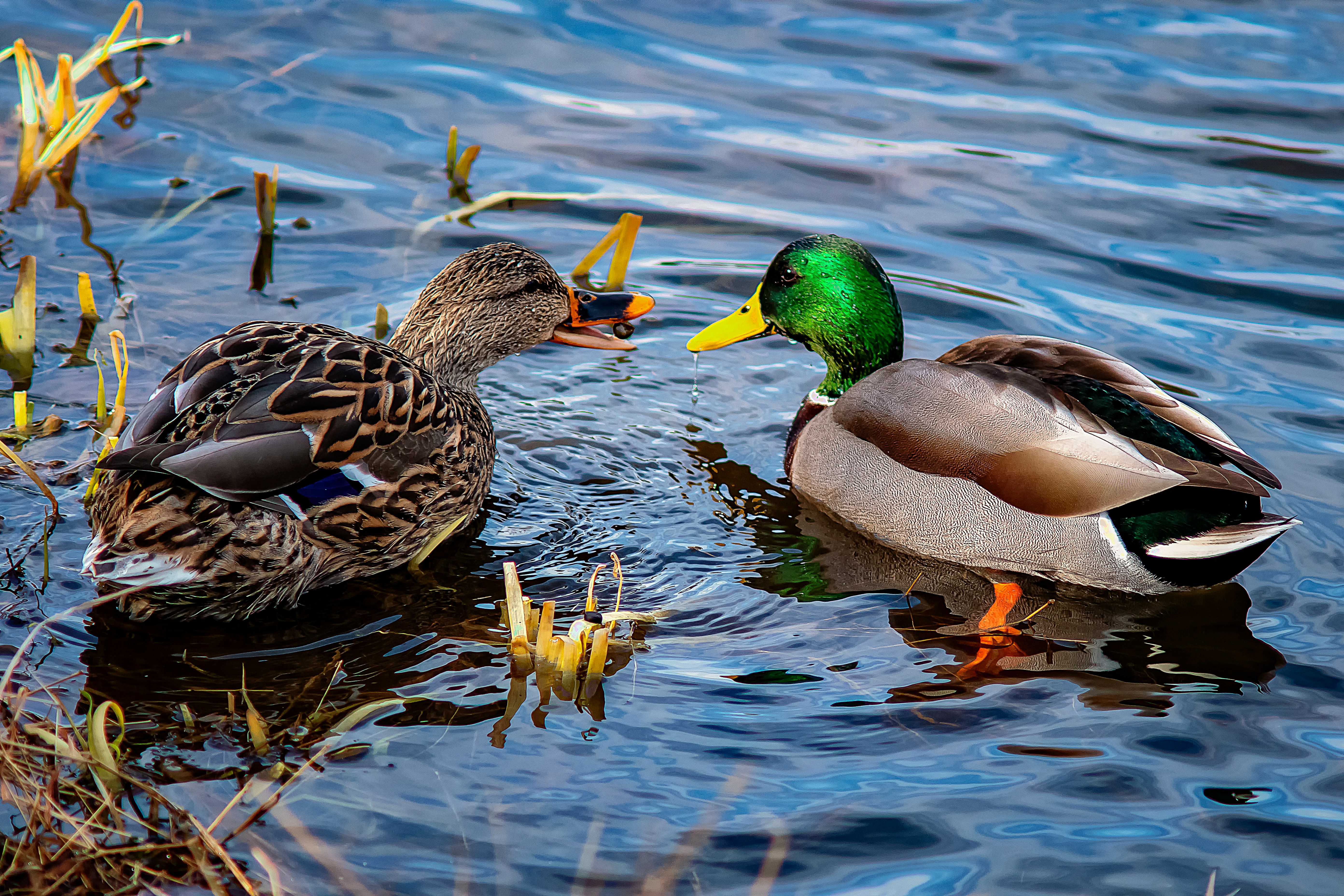 Dual-Season Whitetail and Waterfowl: Maximizing land management for big game in the fall and duck hunting in the winter.