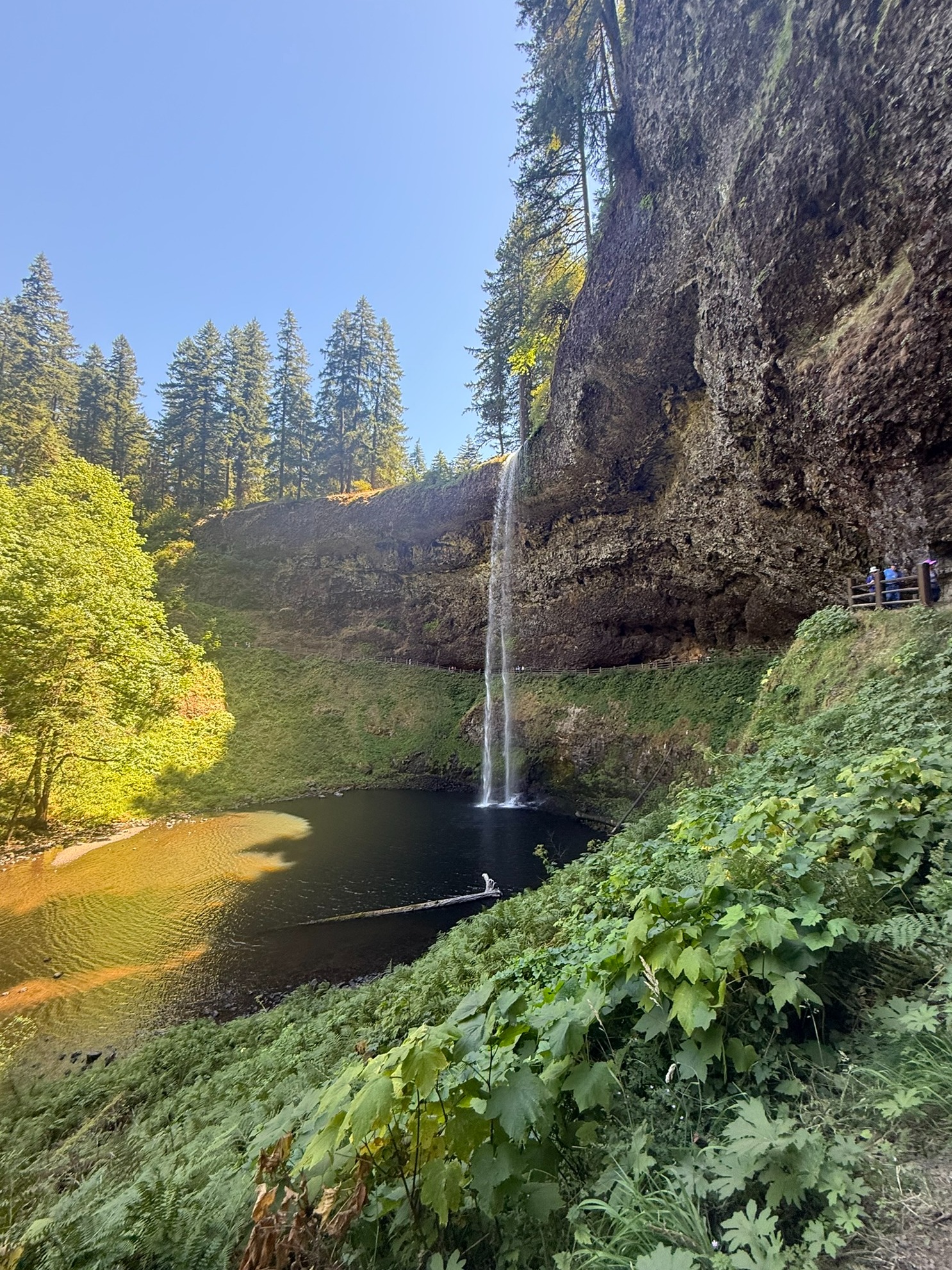 Oregon waterfall surrounded by lush Pacific Northwest forest