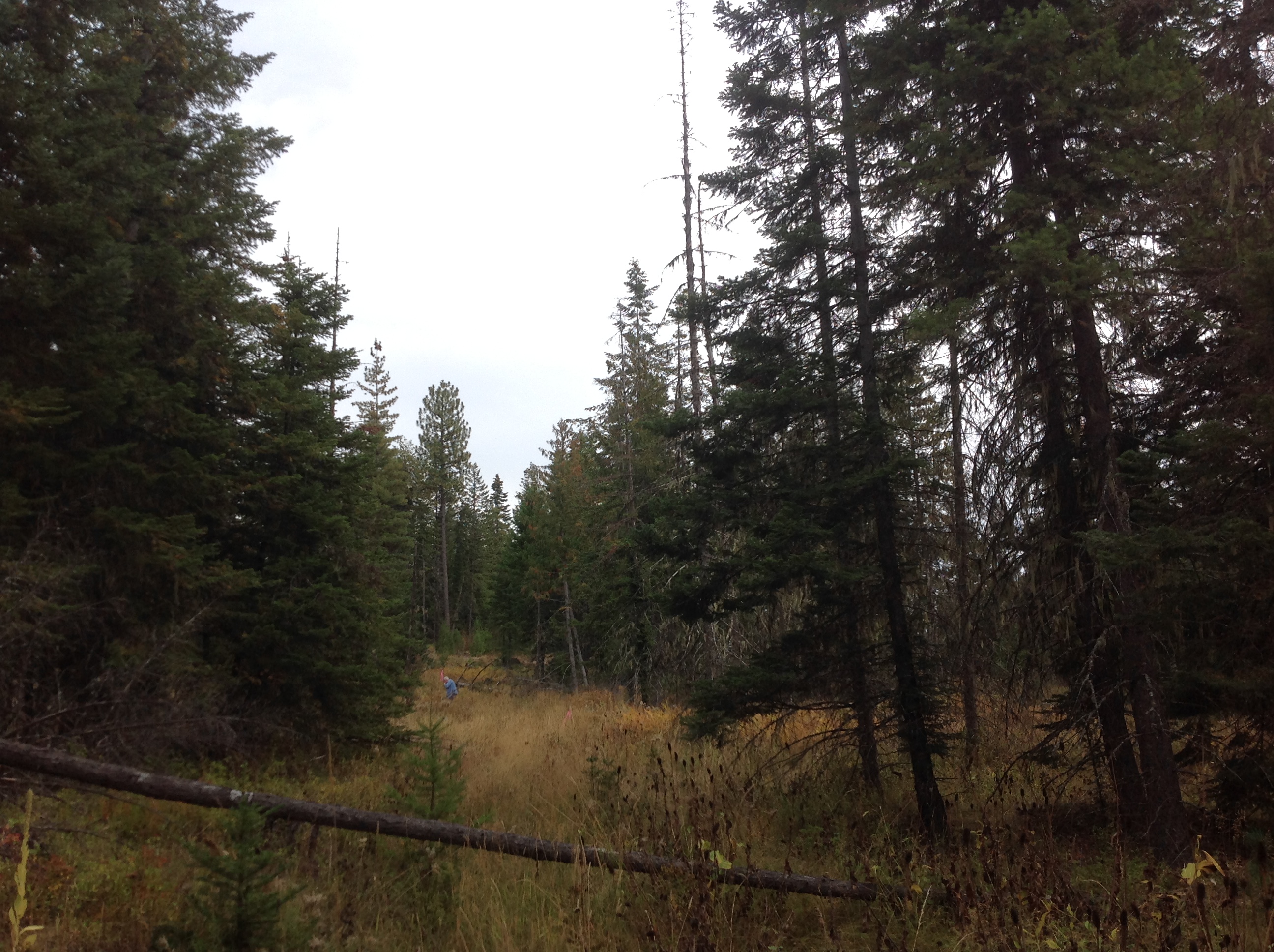 Acreage For Sale Near Orofino, Idaho