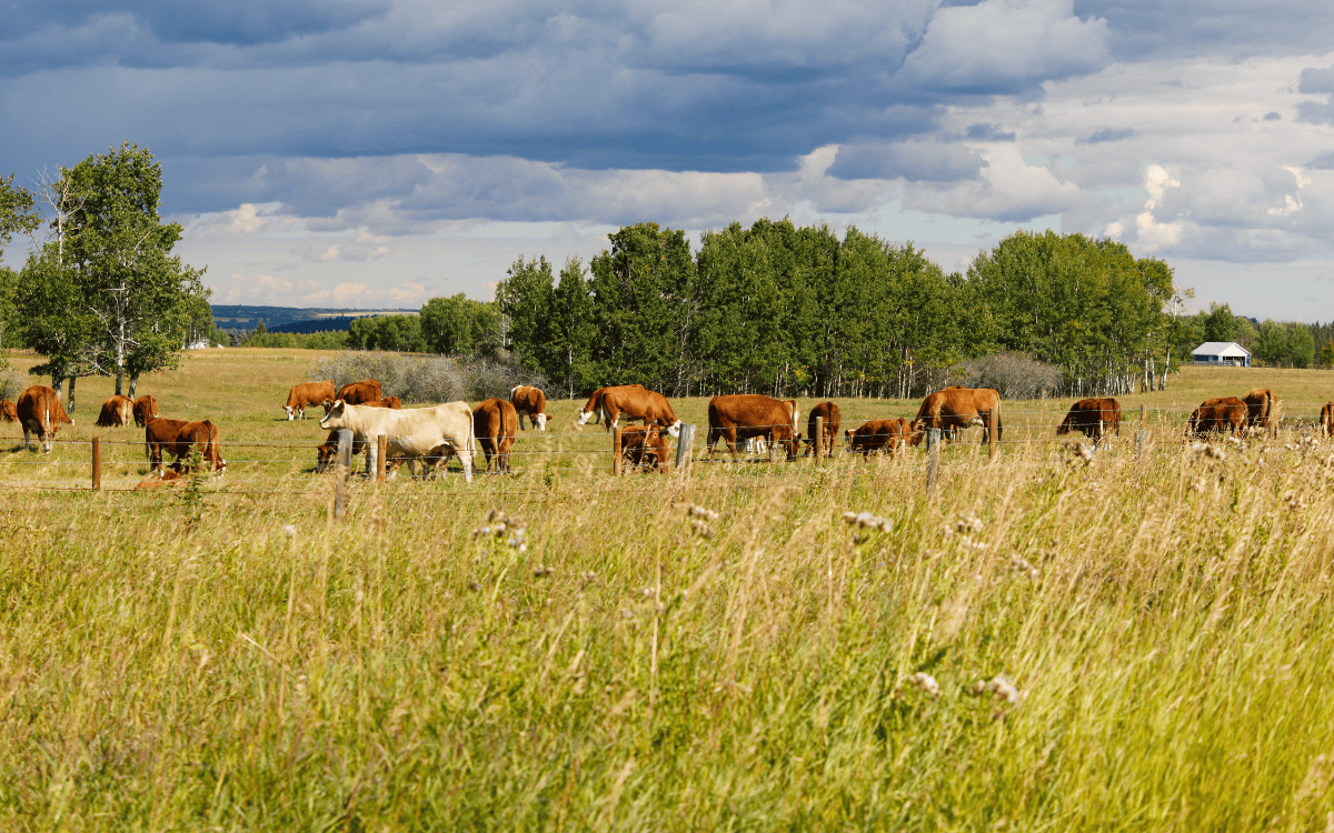 What to Look for When Buying Land for Cattle in Northwest Arkansas ...