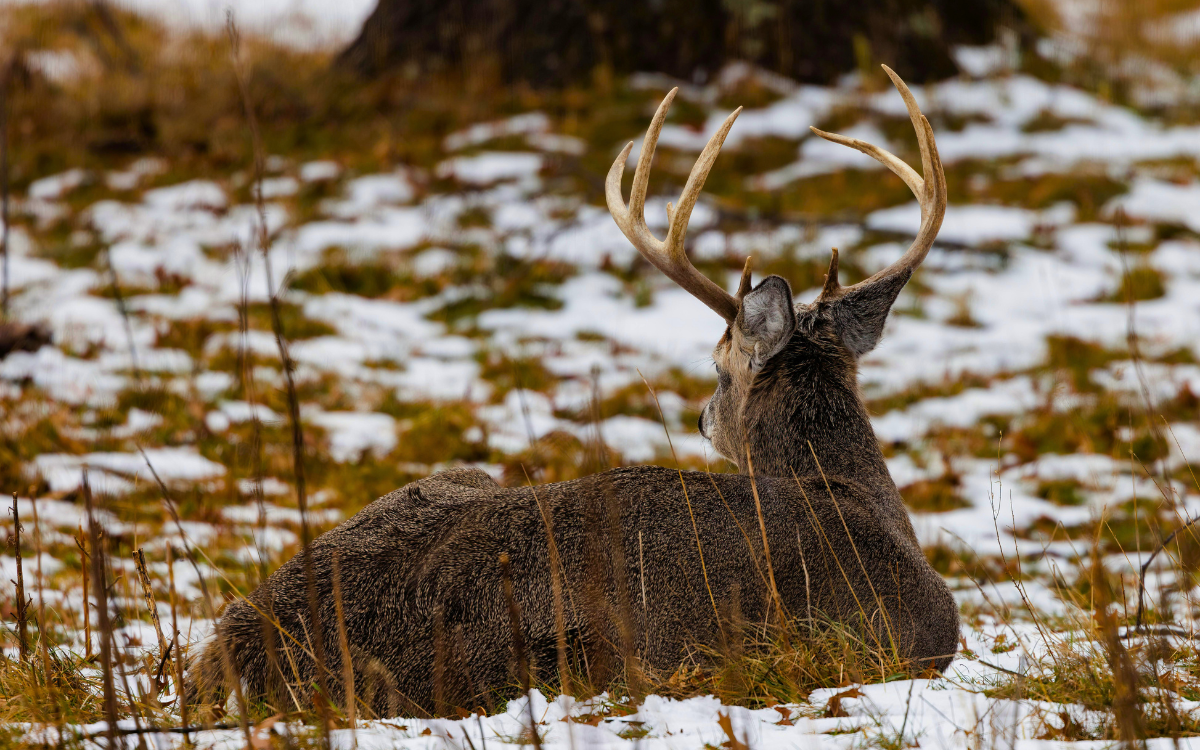 Post-Rut Buck Patterns in Missouri: Where Mature Bucks Go After Peak ...