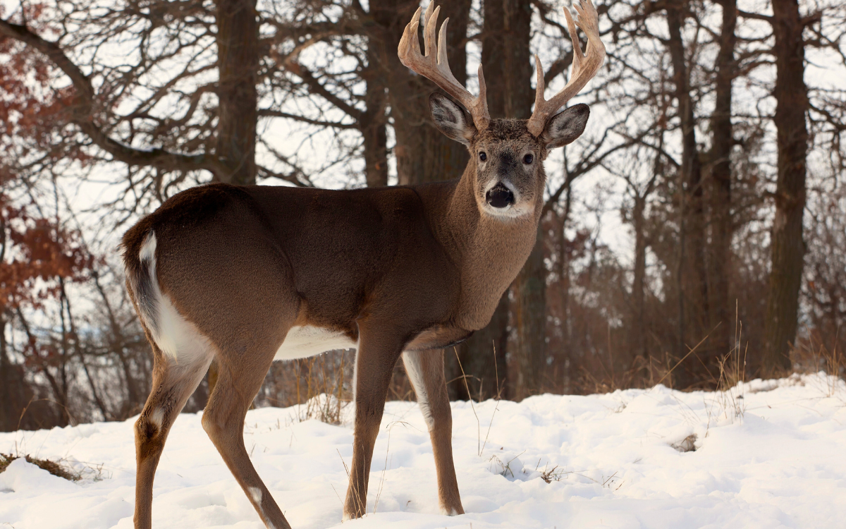 Post-Rut Buck Patterns in Oklahoma: Where Mature Bucks Go After the Rut ...