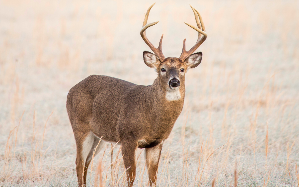 Post-Rut Buck Patterns in Southwest Montana: How Mature Bucks Shift ...