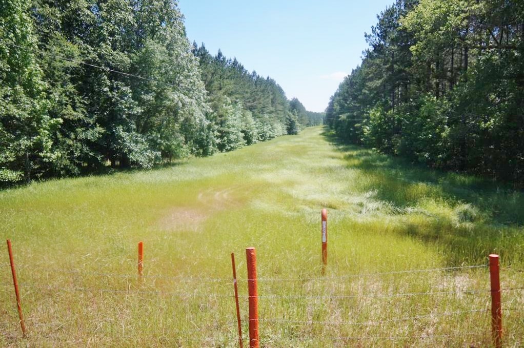 174 Acres Hunting Land on the Homochitto River Copiah Co.