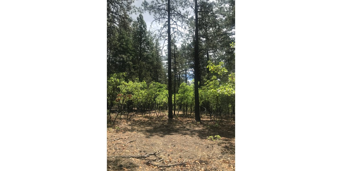 BRAZOS RESIDENTIAL LOT FOR SALE ACREAGE NEAR CHAMA NM