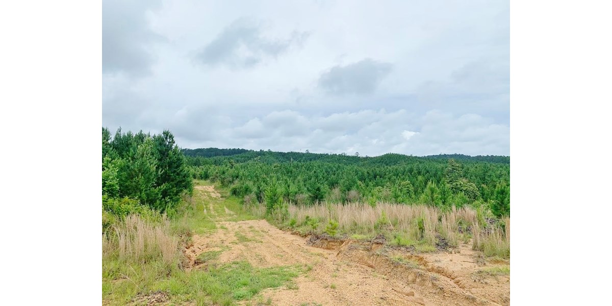 20 Acres MS Timberland Hunting Property for Sale SW MS