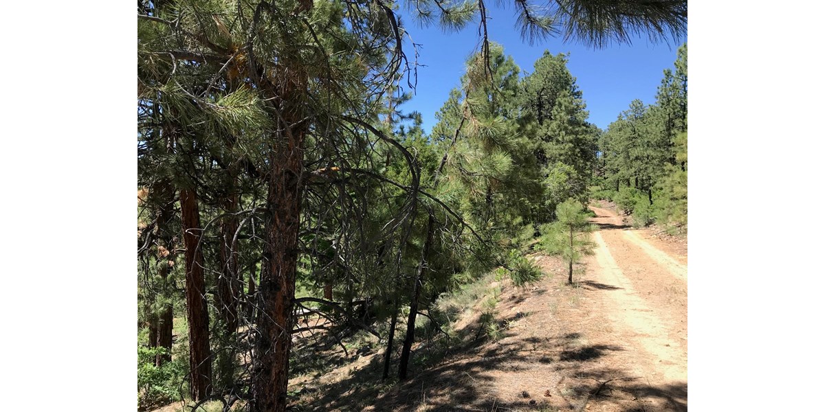 NORTHERN NM LAND FOR SALE CHAMA NM MOUNTAIN REAL ESTATE