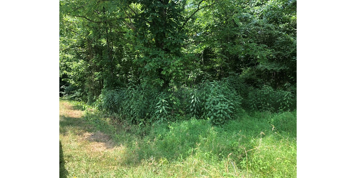 Acreage in the mountains of East Tennessee for sale.