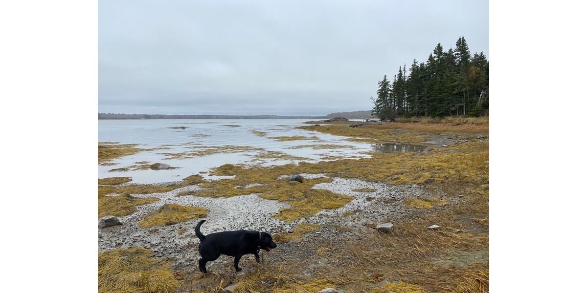 MAINE COASTAL PROPERTY FOR SALE IN JONESPORT