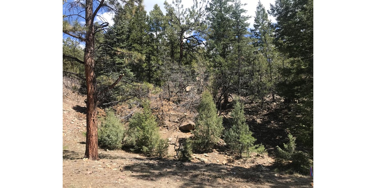Chama New Mexico Mountain Land for Sale Ponderosa acreage