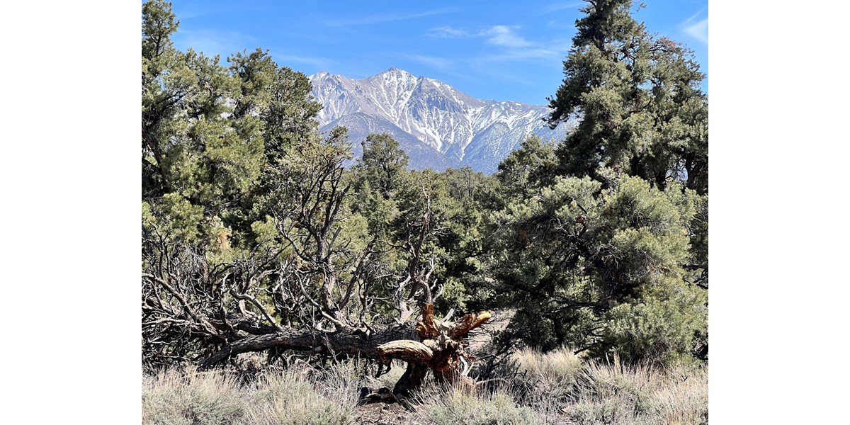 Nevada Recreational Mountain Land For Sale Mineral County NV