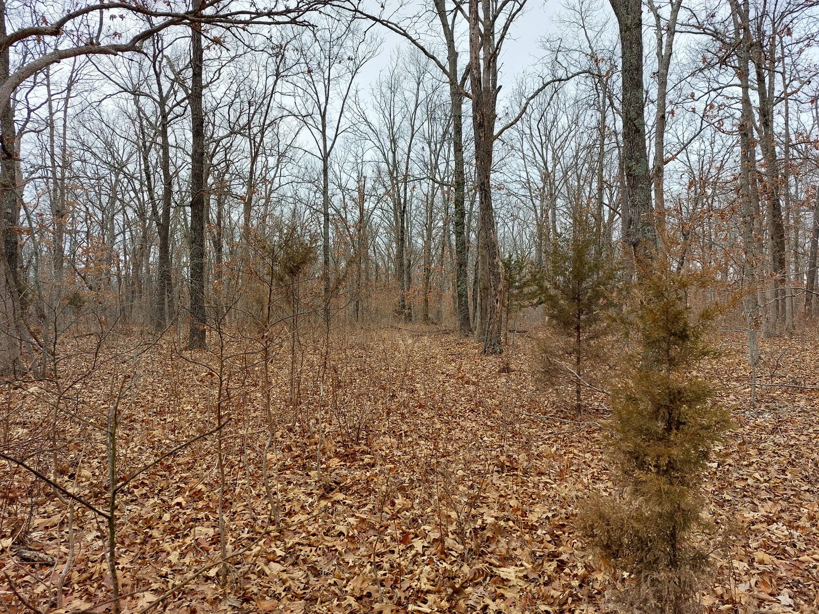 Land For Sale!10+/ Acres Vacant Land! Hunt, Camp or Build!