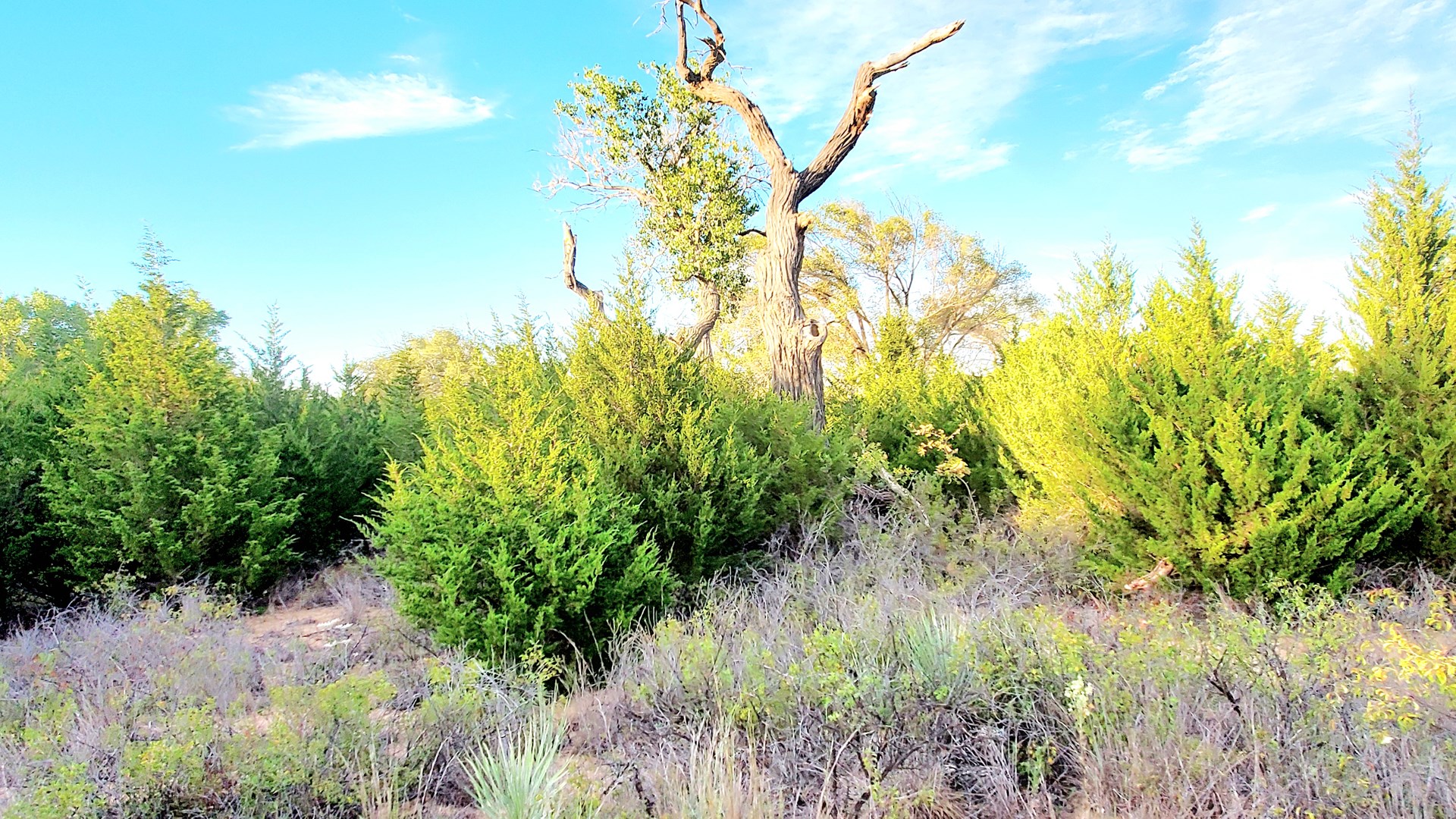 Large home in Freedom, OK with 16± acres