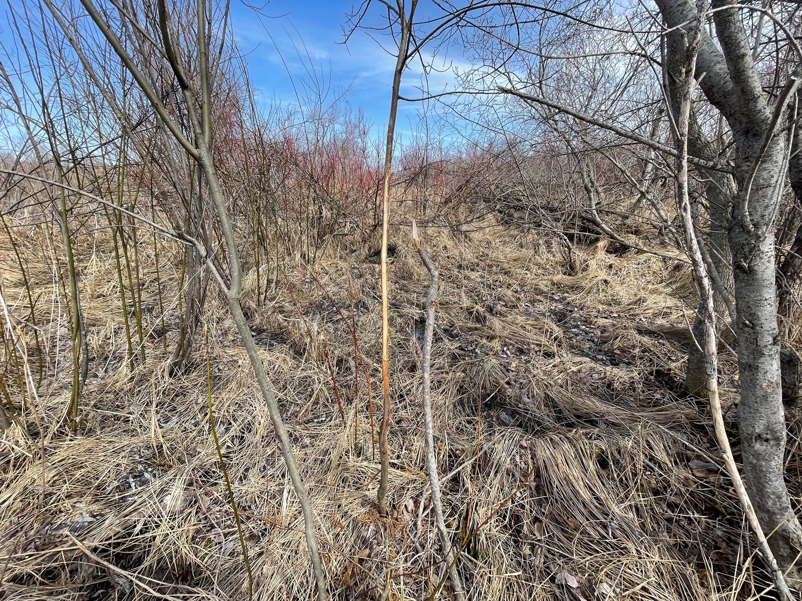 40 Acre Hunting Tract For Sale Ashby Mn In Otter Tail Co.