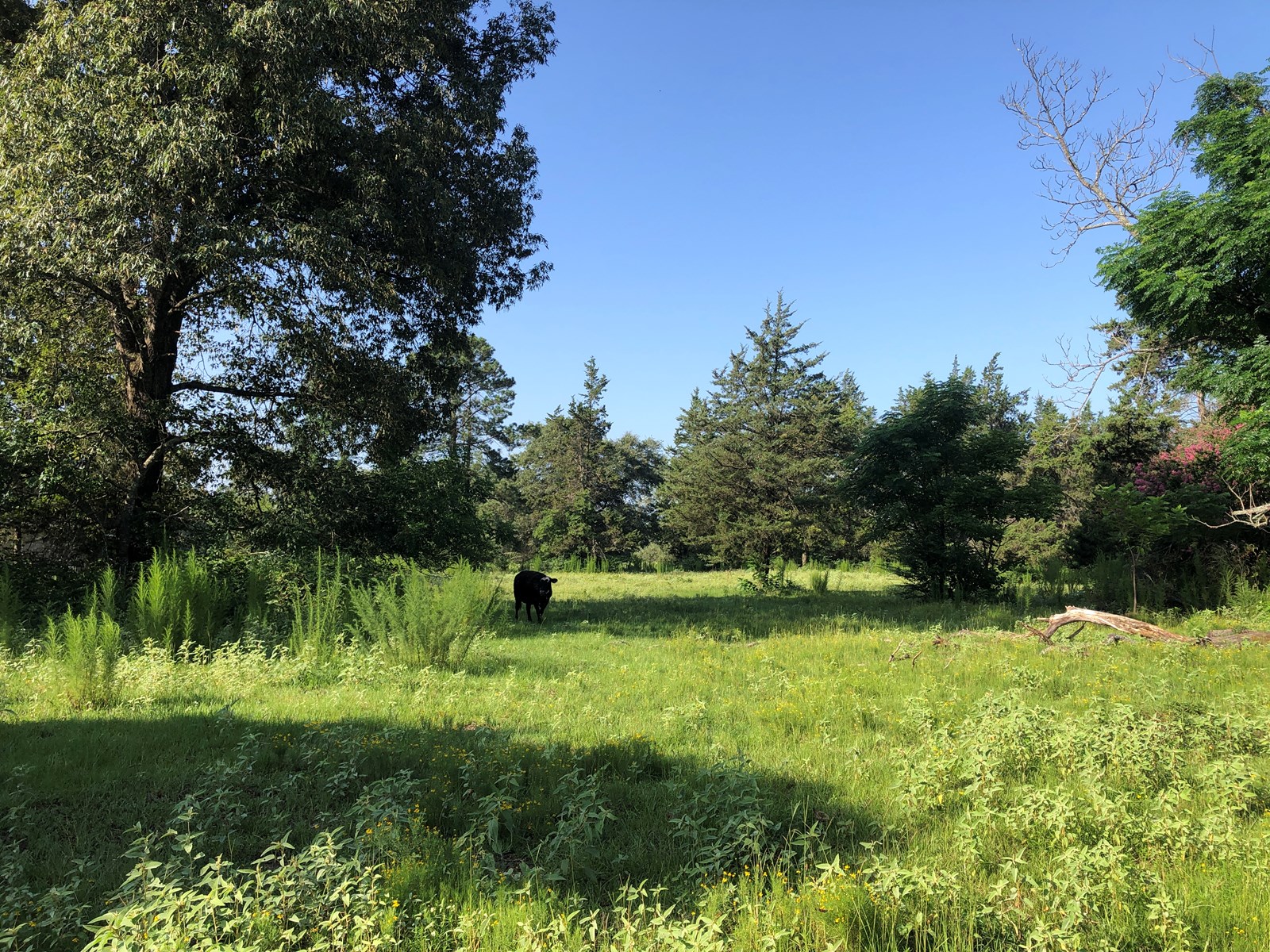 EAST TEXAS RANCH PROPERTY FOR SALE