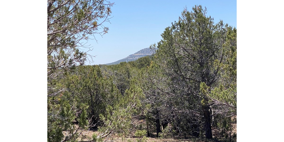 Large 79+ Acres for Sale, No HOA, OffGrid