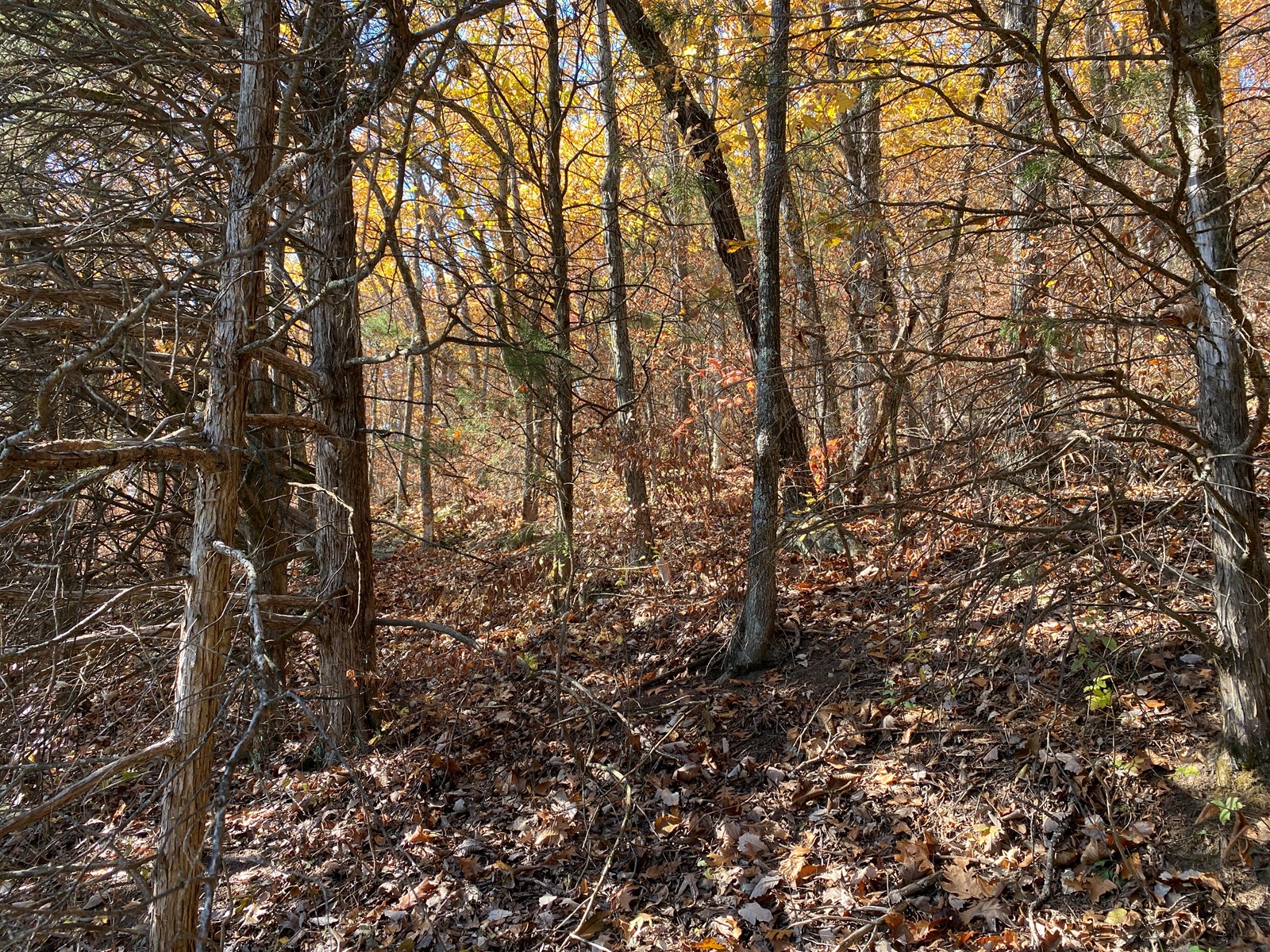 WOODED 19 ACRE PROPERTY FOR SALE IN MONTGOMERY COUNTY, MO!
