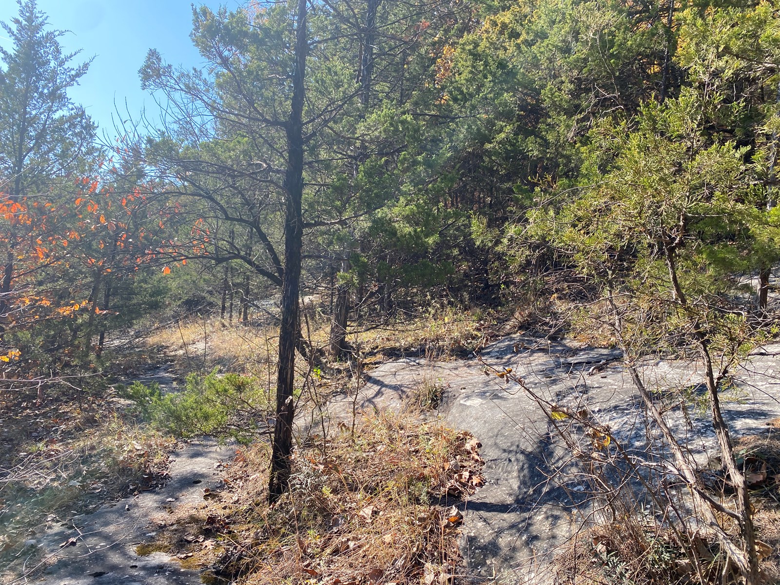 WOODED 19 ACRE PROPERTY FOR SALE IN MONTGOMERY COUNTY, MO!