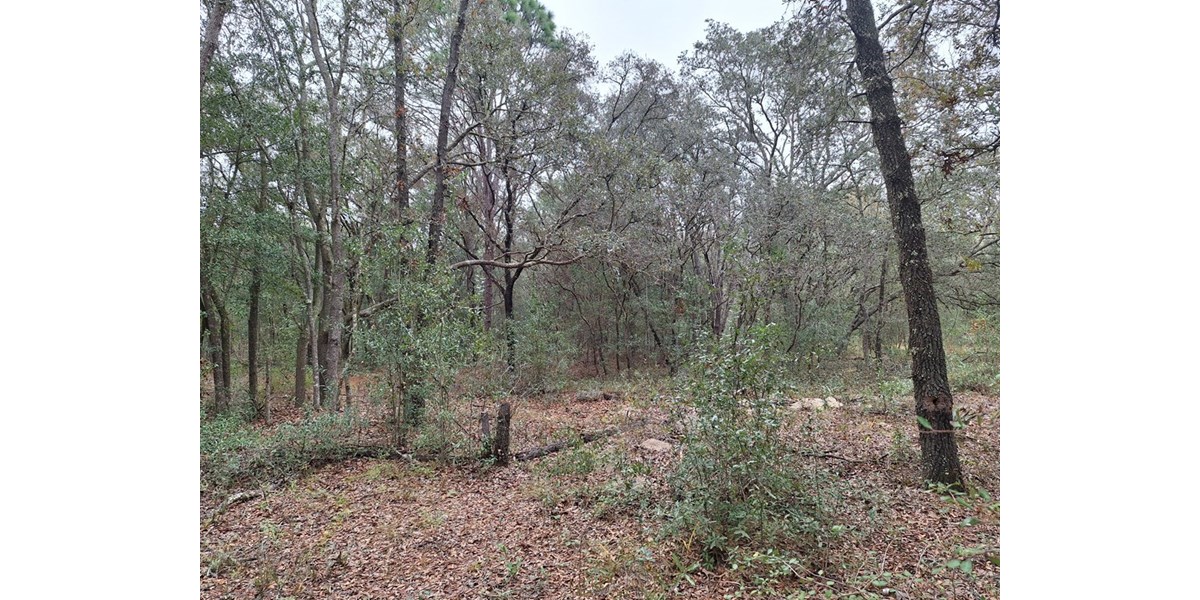 Land For Sale North Florida Levy County