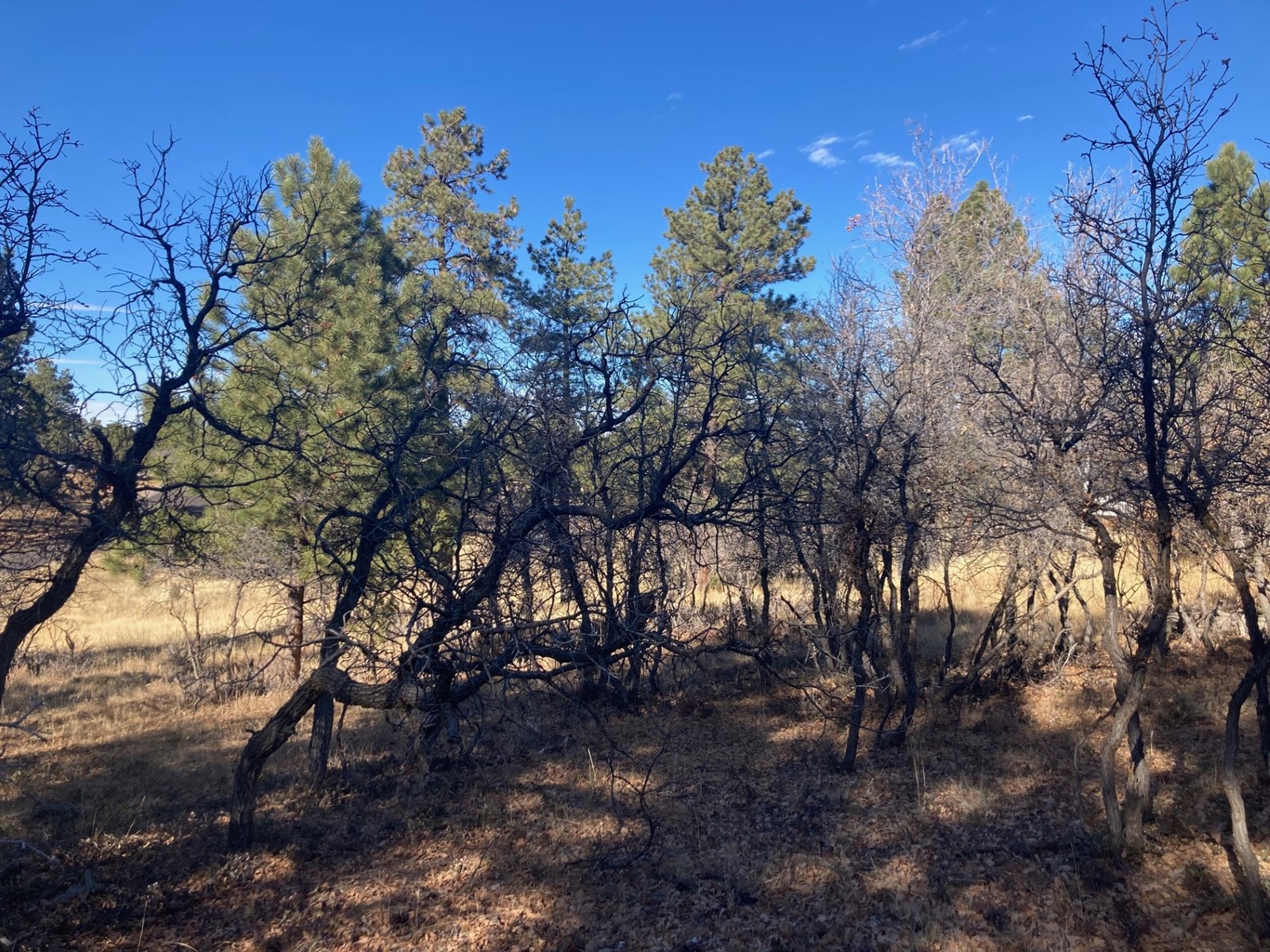 Land For Sale Log Hill, Ridgway, Colorado