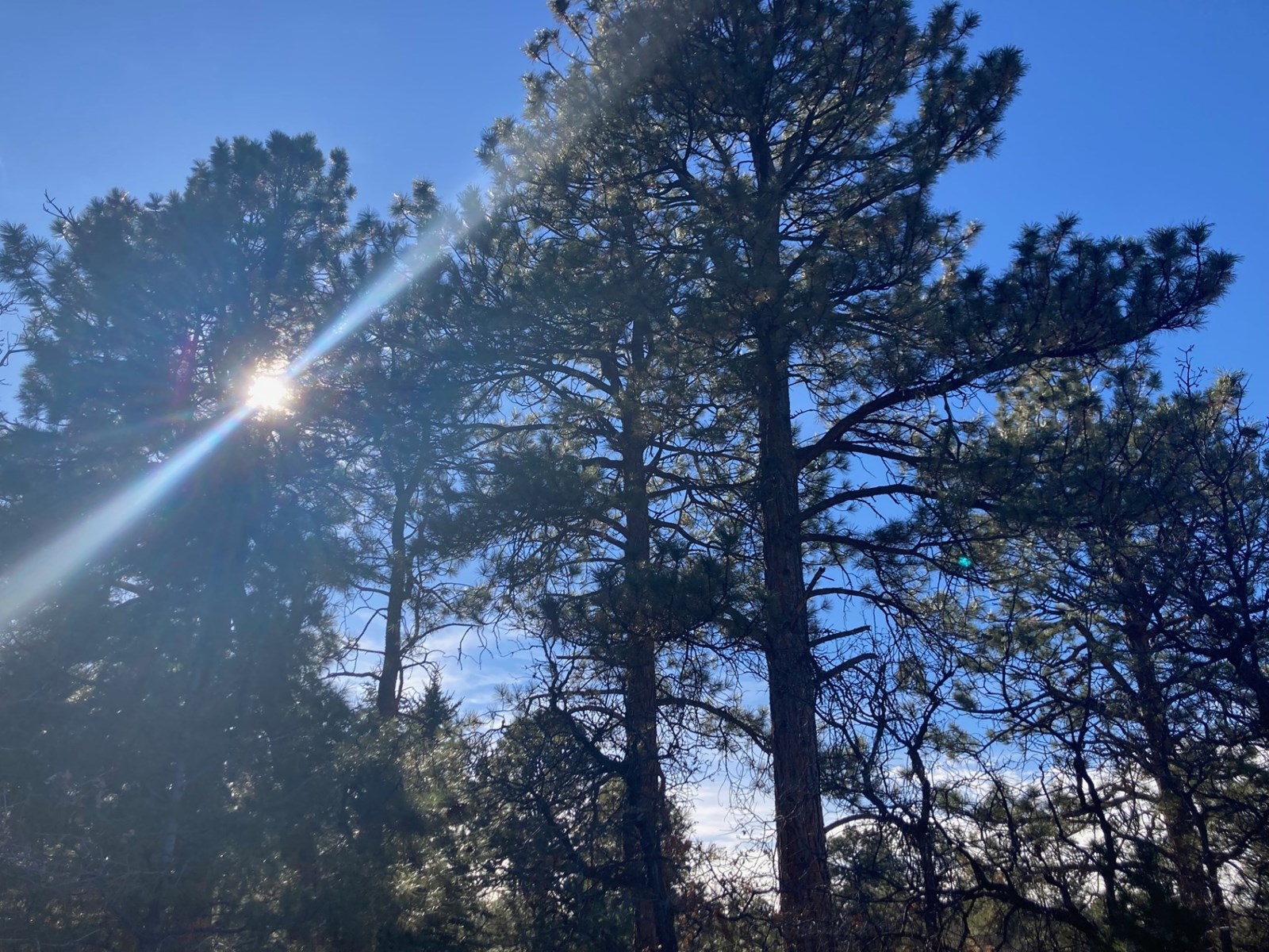 Land For Sale Log Hill, Ridgway, Colorado
