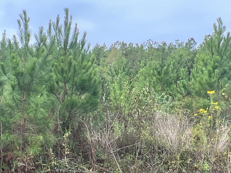 Diverse Timberland W/ Creek For Sale In Vernon Parish, La