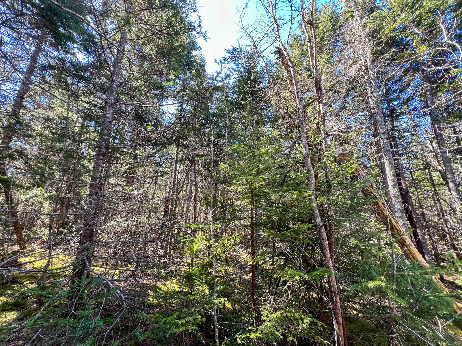 Maine Land For Sale