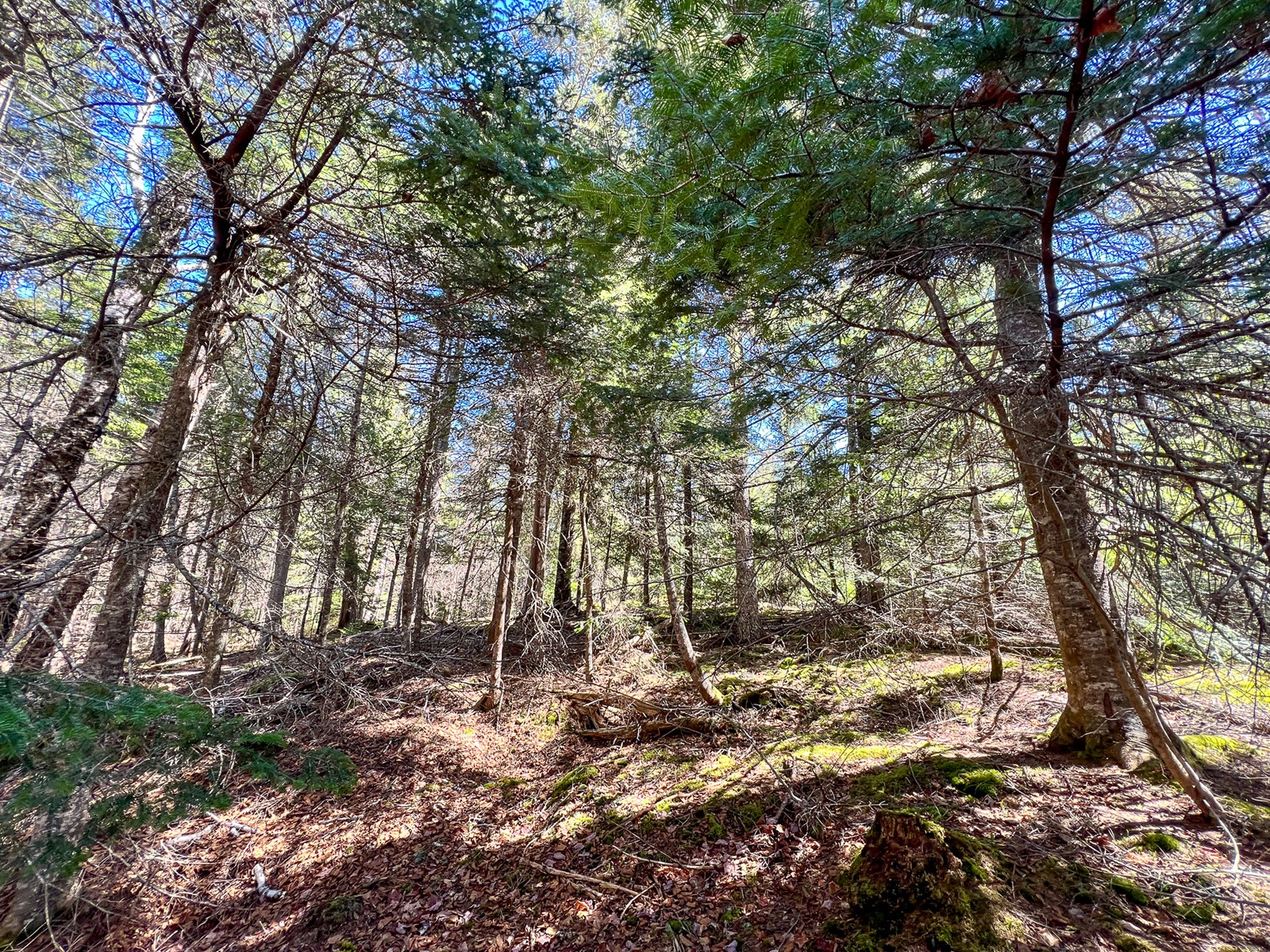 Maine Land For Sale