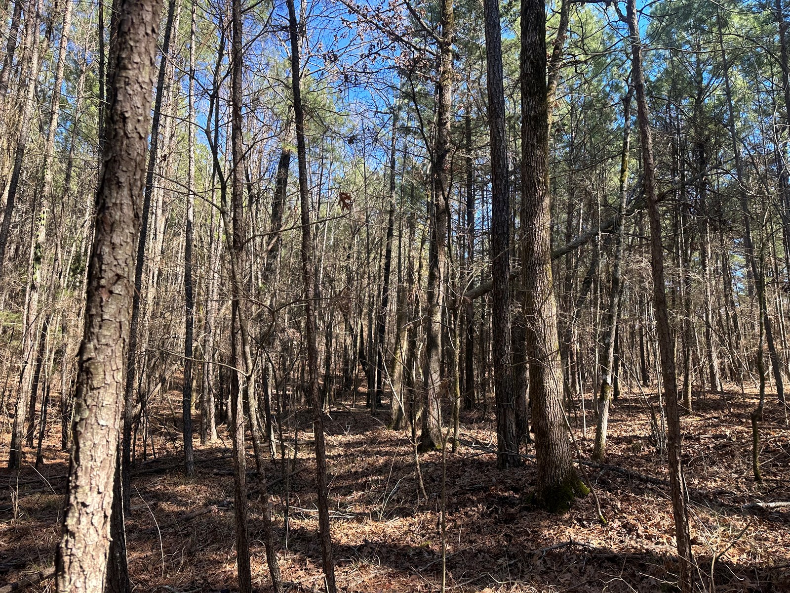 Mccaskill, Ar Land For Sale!!