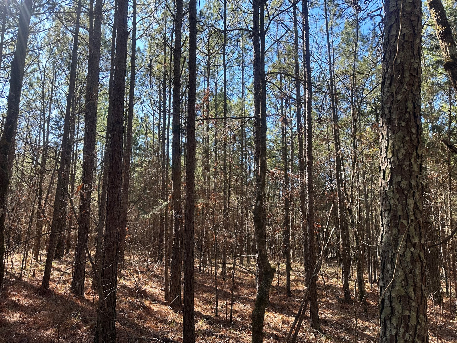 Mccaskill, Ar Land For Sale!!