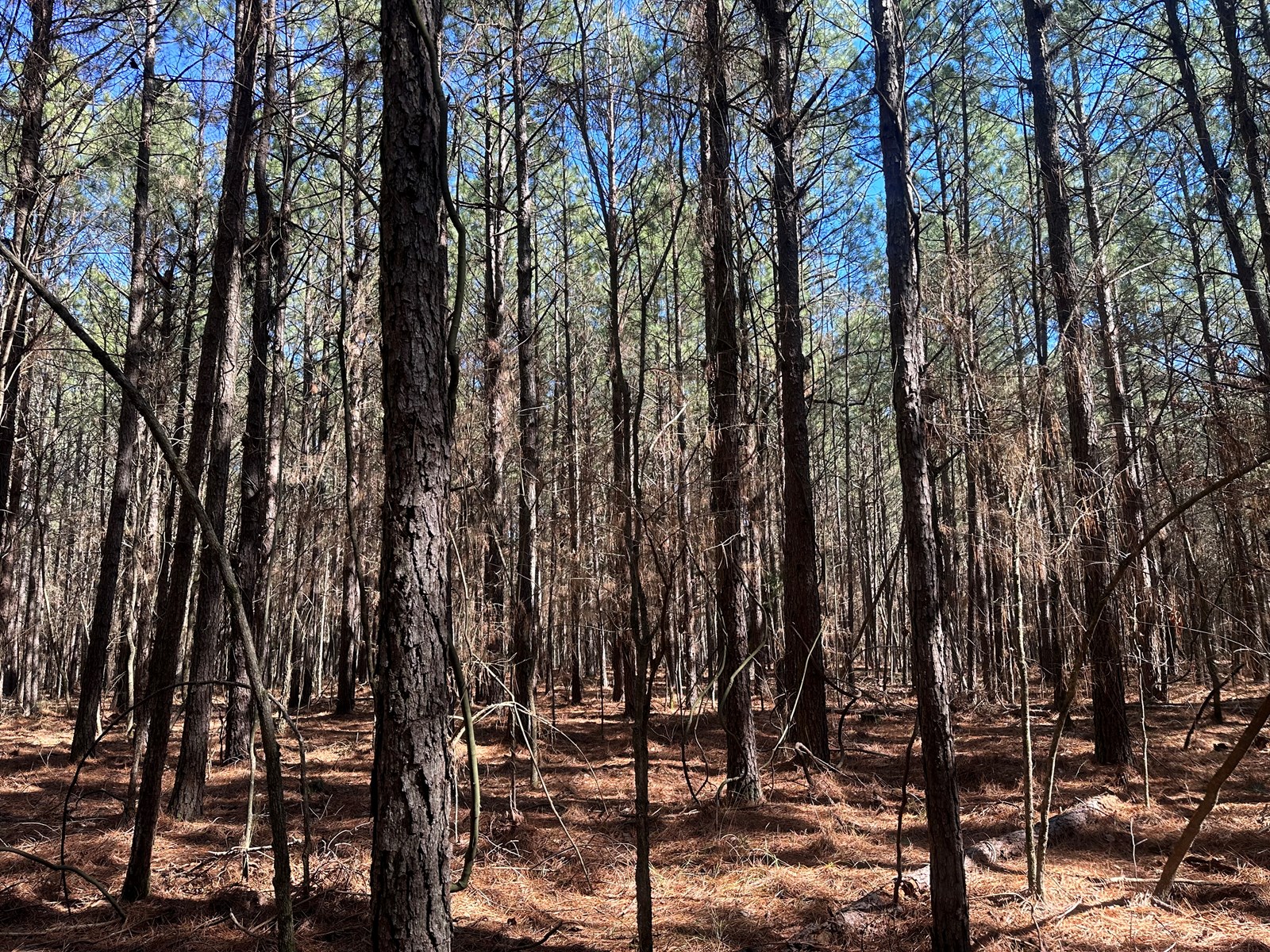 Mccaskill, Ar Land For Sale!!