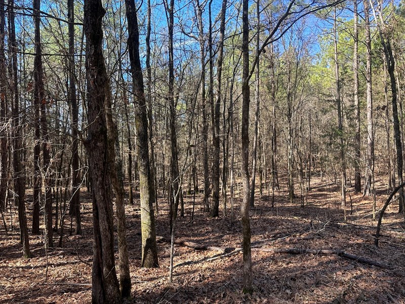 Mccaskill, Ar Land For Sale!!