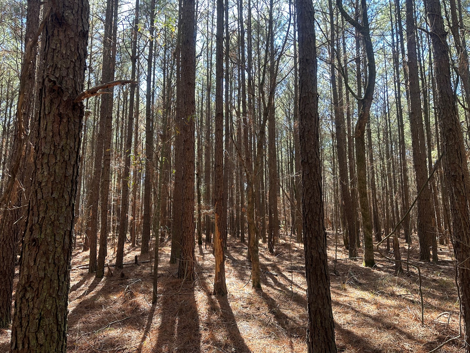 Mccaskill, Ar Land For Sale!!