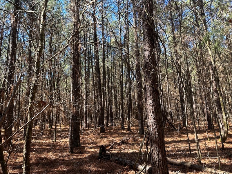 Mccaskill, Ar Land For Sale!!