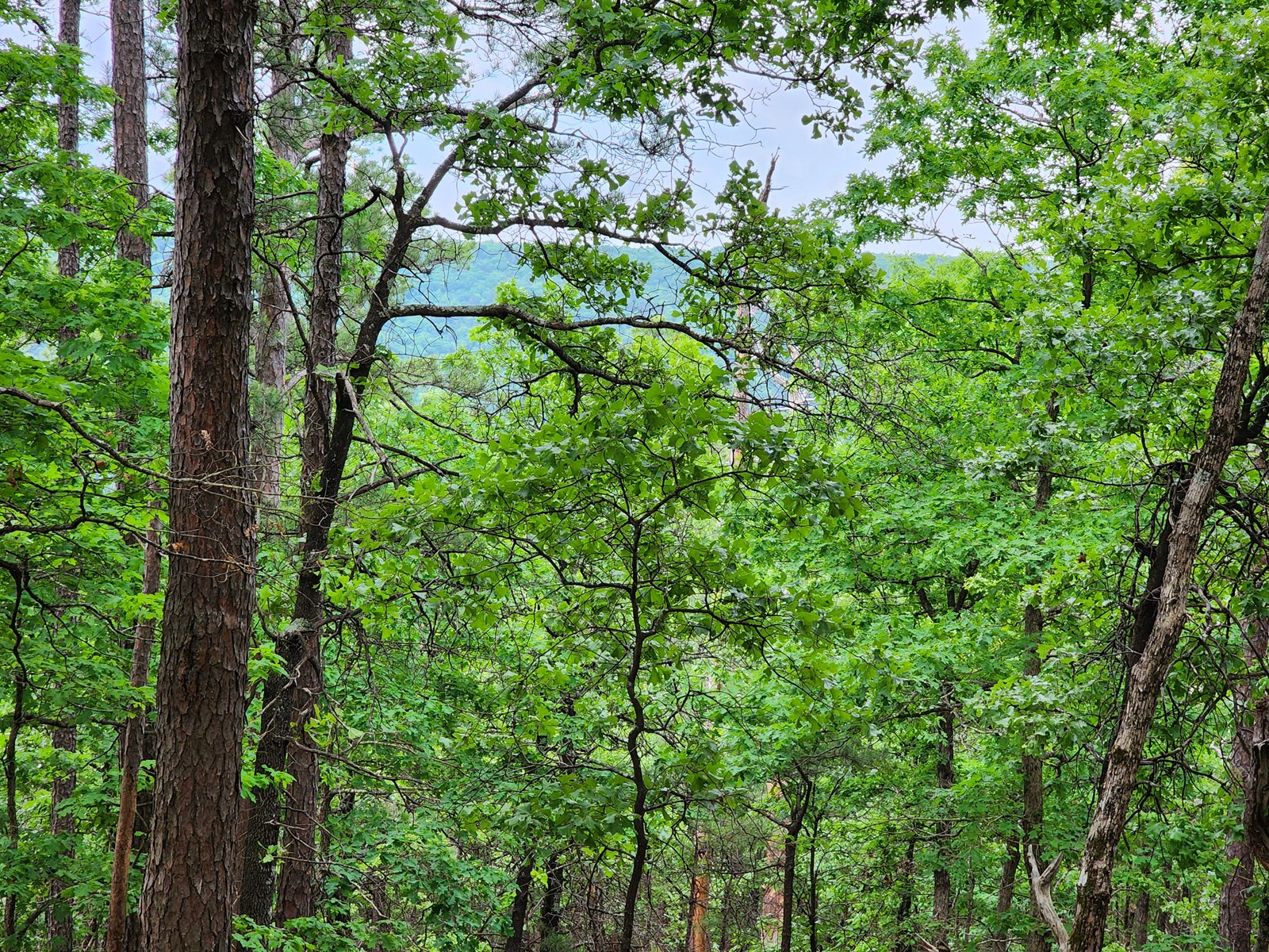 40 Acre Recreational Property Winding Stair Mountains