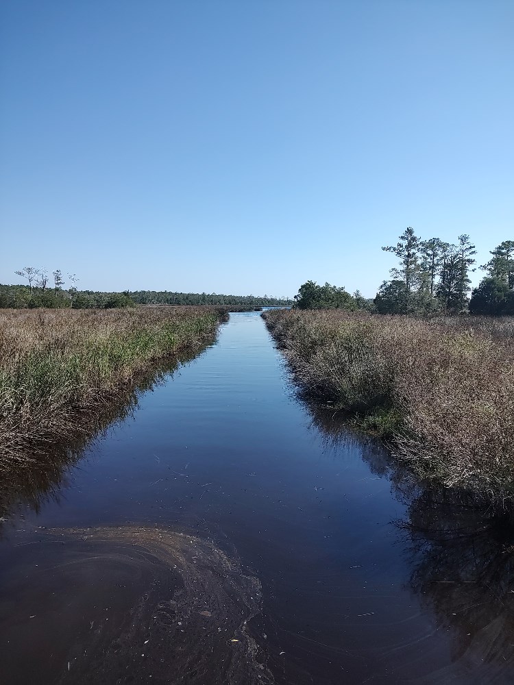 Affordable Hunting Land In Eastern Nc
